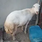 نجعه قروب واعلم عند الله الموقع العيدابي