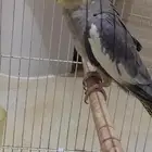 كروان للبيع اثنى