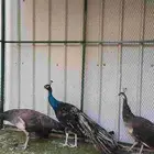 طاووس طاؤوس