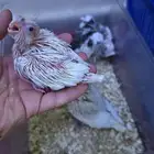 فرخ كروان البينو وهولندي