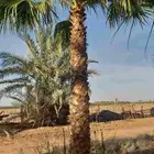 نخل وشنطونيا