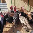 ديك رومي