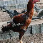 ديك باكستاني سندي