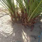 يوجدلدينا إخلاص وصقعي ومجدول وعجوه للتواصل جوال