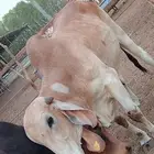 ماشاء الله تبارك الله معنا بقر مرباء رقم واحد بضاعة طيبه