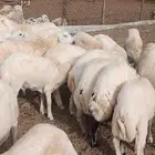 السلام عليكم معنا كباش بلدي ذبايح مرباء طيبه