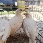 حجل روسي ابيض