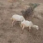 ضان العدد3التبع 3الموقع العيدابي