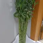جميع مقاسات ساق البامبوا