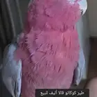 طير كوكاتو قالا