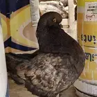 حمام كنق و سوري