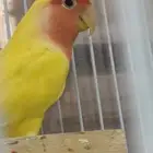 زوج روز