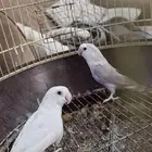 زوج عصافير روز