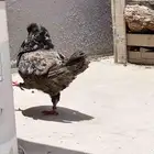 حمام كنق