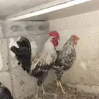 للبيع ديك بلدي و فيومي