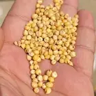 ذره صفرا يمني قزازي