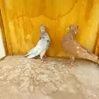 حمام صنعاوي