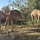 قعدان على الشرط نظافه اعمار 9 شهور و10 شهور