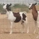 ماعز جنوبيات دفيع تنتين صنف
