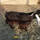 فحل عارضي نشيط