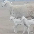 رخل حرية متاؤم تحتها طلي ورخل