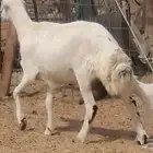 رخل ميديا خلفه تحتها رخل سنها جدعه