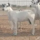 ماعز بيشيات دفيع ومضاريع مراح طيبه بالحيل
