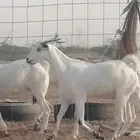 ماعز بيشيات دفيع عددها 3 روس