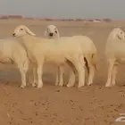 غنم حريات خلفات مراح 29 تحتها 29 بهمها ذبايح