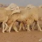 رخال حريات حرش دفيع عددها 10 روس