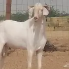 فحل بيشي ابرص مشروط ومنتج من مراحى