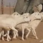 غنم رفيديات دفيع صغار سن صنف عددها 7 روس