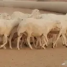 غنم رفيديات وميديات مراح دفيع عددها 20 راس