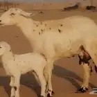 شاه حريه مهجنه مع سواكني تحتها رخل