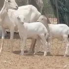 نعجة ميديا متاؤم تحتها 2 طليان