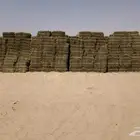 اعلاف برسيم