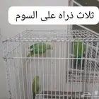 طيور