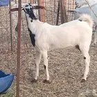 معزه بشيه العدد 3