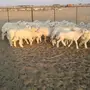 طليان حريه