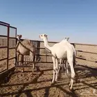 بكره وقعود 2