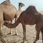 بكار سواحل