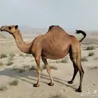 ناقه ساحليه