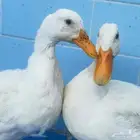 فرصه زوج بط للبيع