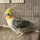 زوج كروان منتج
