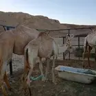 قعود للبيع مفرود