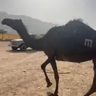 ناقه ميت
