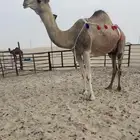 للبيع خلفه منيح ووجه ونتاج