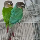 ابي طير للتبني