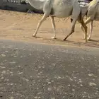 وضحا القحه