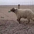 حروف نعيمي طيب صنف شرط الصحه والقريع